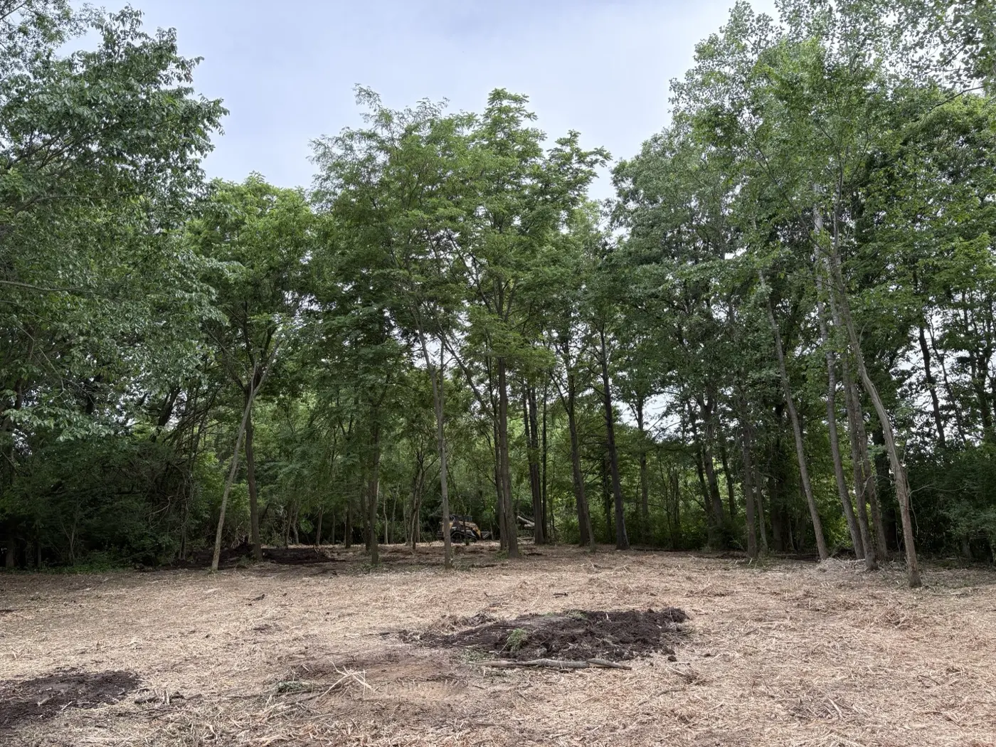 Open woodland after clearing with mulched floor between mature trees