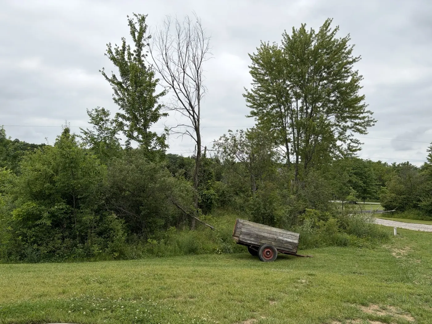 Overgrown brush line with heavy growth before clearing