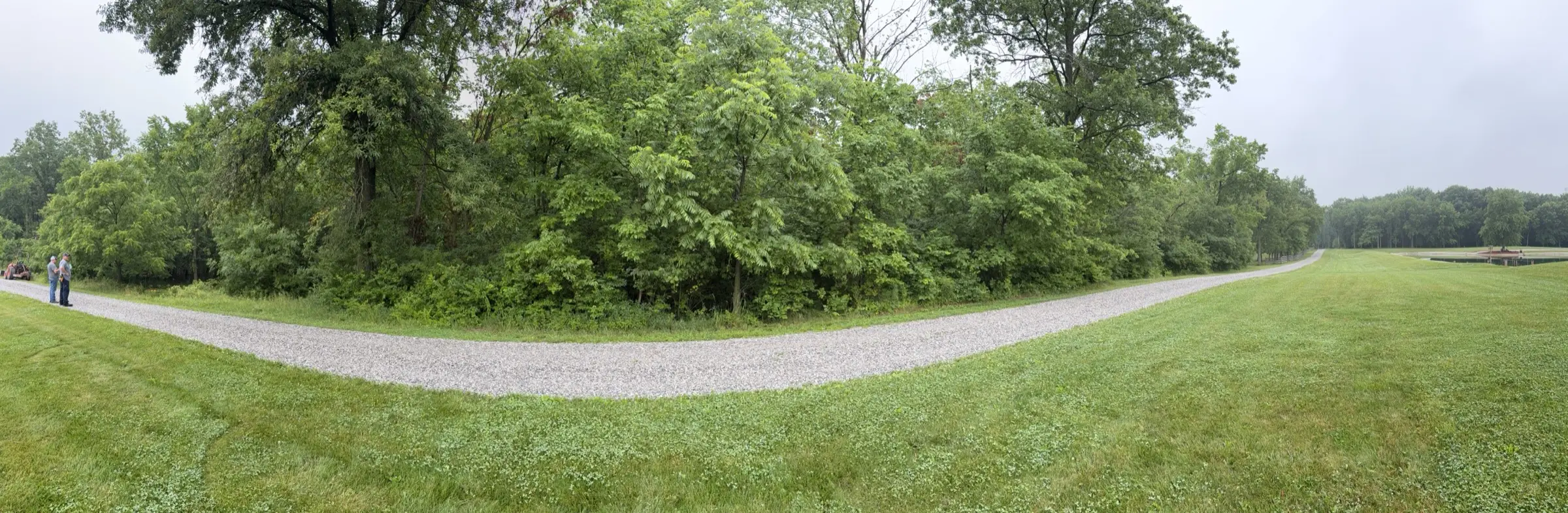 Panorama of an overgrown treeline crowding a gravel lane before clearing